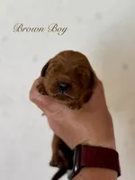 Penny’s Orange Boy, a male Golden Retriever for sale in Seymour, MO – 2 of 2