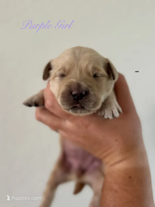 Piper’s Purple Girl 💜 – Golden Retriever puppy for sale in Seymour, MO
