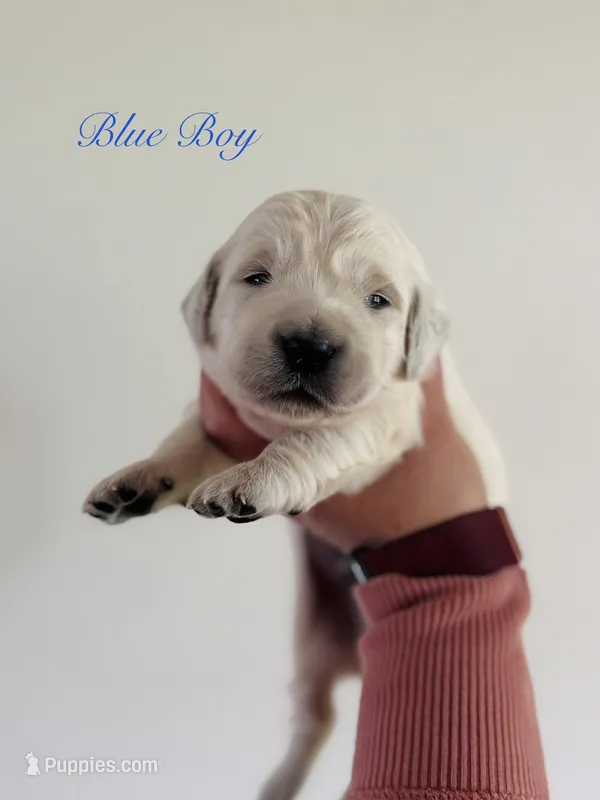 Chloe’s Blue Boy – English Cream Golden Retriever puppy for sale in Seymour, MO