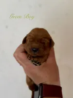 Penny’s Green Boy, a male Golden Retriever for sale in Seymour, MO – 2 of 2