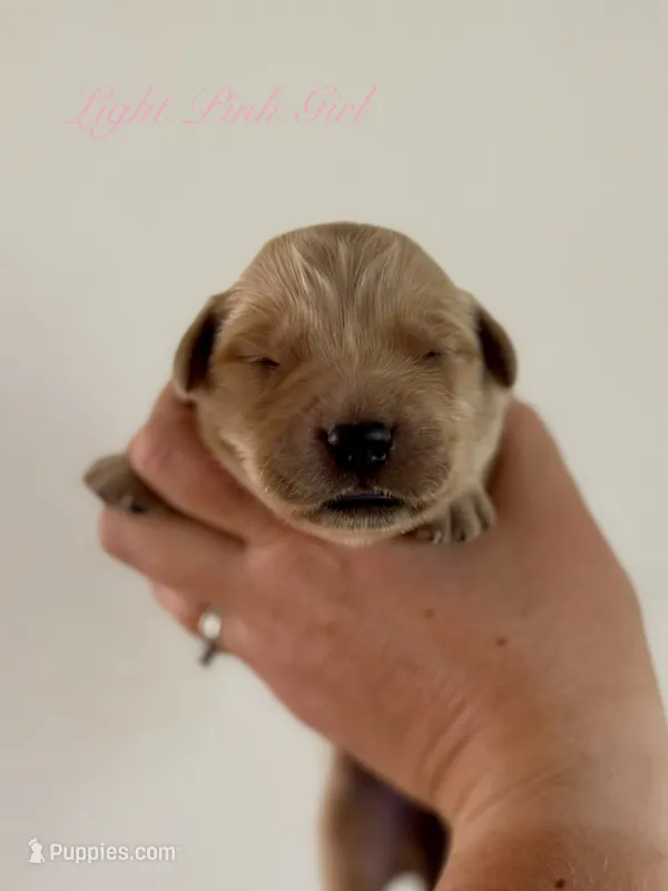 Poppy’s Light Pink Girl 🩷 – Golden Retriever puppy for sale in Seymour, MO