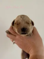 Poppy’s Light Pink Girl 🩷, a female Golden Retriever for sale in Seymour, MO – 1 of 1