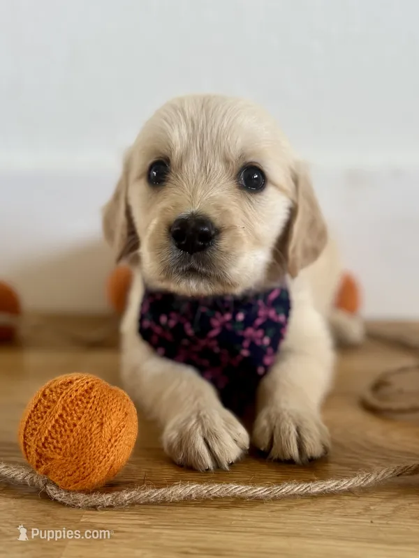 Piper’s Pink Girl 🩷 – Golden Retriever puppy for sale in Seymour, MO