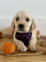 Piper’s Pink Girl 🩷, a female Golden Retriever for sale in Seymour, MO – 2 of 7