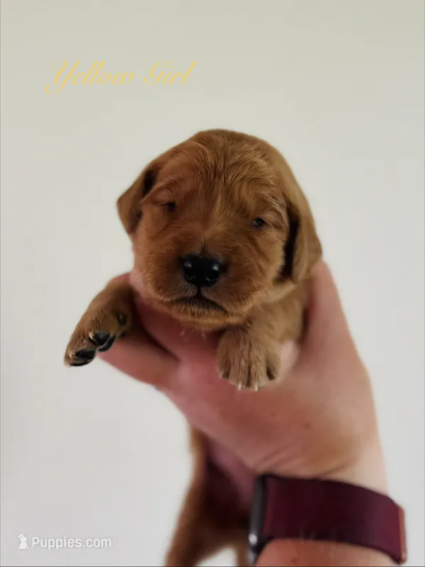 Penny’s Yellow Girl – Golden Retriever puppy for sale in Seymour, MO