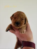 Penny’s Yellow Girl, a female Golden Retriever for sale in Seymour, MO – 1 of 2