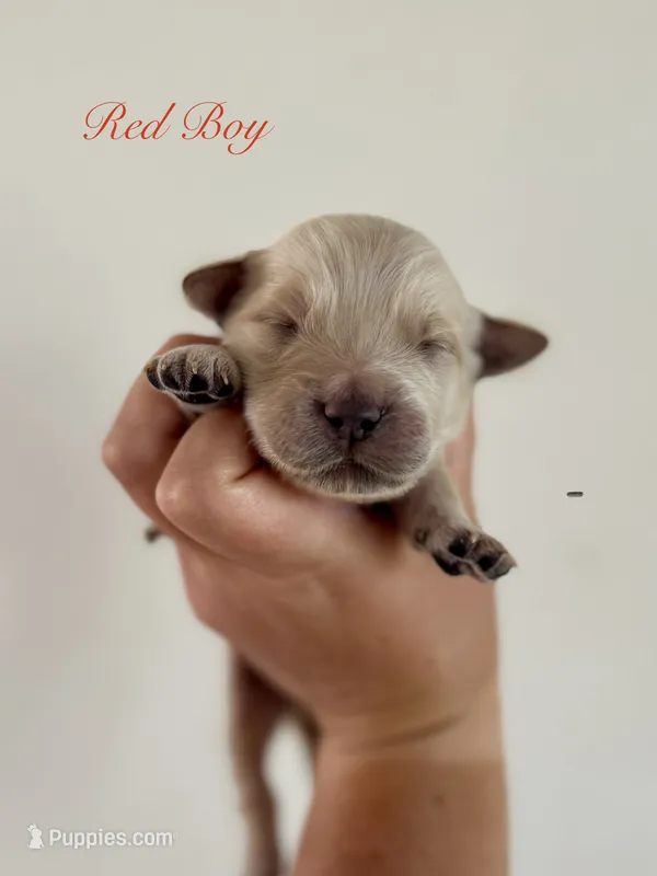 Piper’s Red Boy ❤️ – Golden Retriever puppy for sale in Seymour, MO
