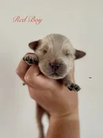 Piper’s Red Boy ❤️, a male Golden Retriever for sale in Seymour, MO – 1 of 1