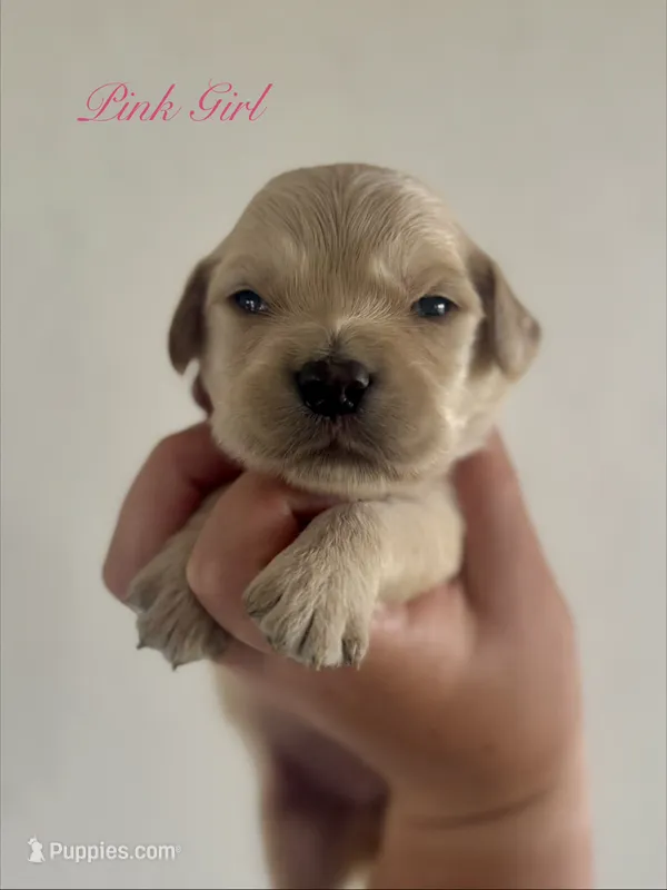 Piper’s Pink Girl 🩷 – Golden Retriever puppy for sale in Seymour, MO