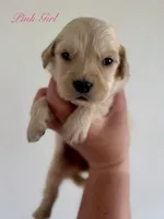 Piper’s Pink Girl 🩷, a female Golden Retriever for sale in Seymour, MO – 5 of 7
