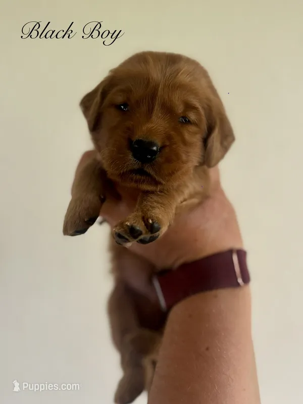 Penny’s Black Boy – Golden Retriever puppy for sale in Seymour, MO