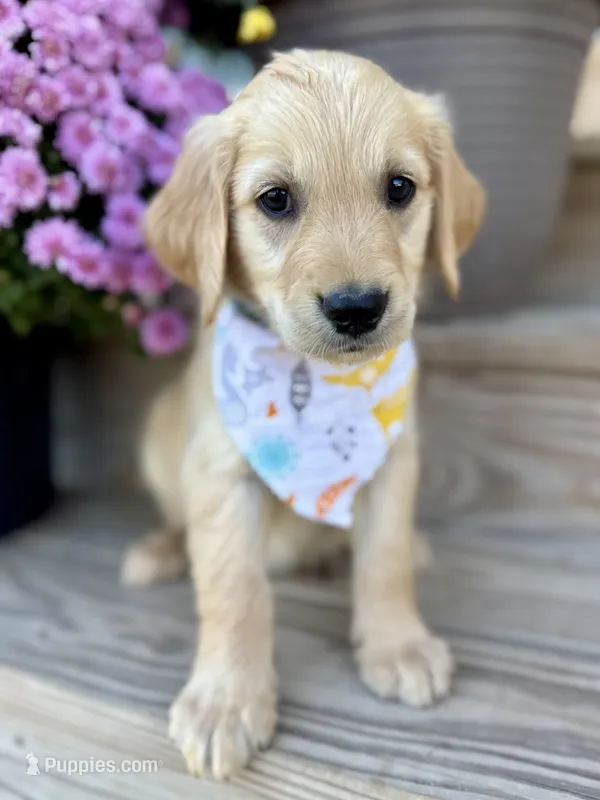 Poppy’s Orange Boy 🧡 – Golden Retriever puppy for sale in Seymour, MO