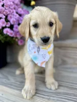 Poppy’s Orange Boy 🧡, a male Golden Retriever for sale in Seymour, MO – 1 of 7