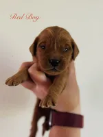 Penny’s Red Boy, a male Golden Retriever for sale in Seymour, MO – 1 of 2