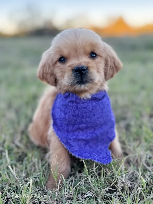 Poppy’s Purple Girl 💜 – Golden Retriever puppy for sale in Seymour, MO