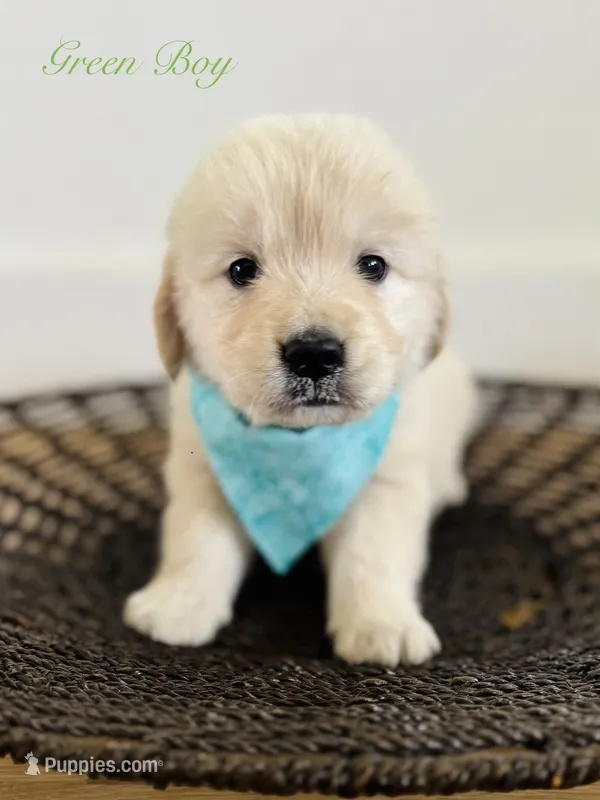 Chloe’s Green Boy – English Cream Golden Retriever puppy for sale in Seymour, MO