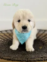 Chloe’s Green Boy, a male English Cream Golden Retriever for sale in Seymour, MO – 3 of 7