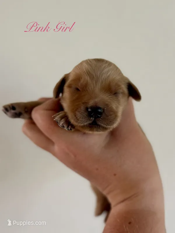 Poppy’s Pink Girl 🩷 – Golden Retriever puppy for sale in Seymour, MO