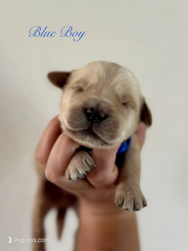 Piper’s Blue Boy 💙 – Golden Retriever puppy for sale in Seymour, MO