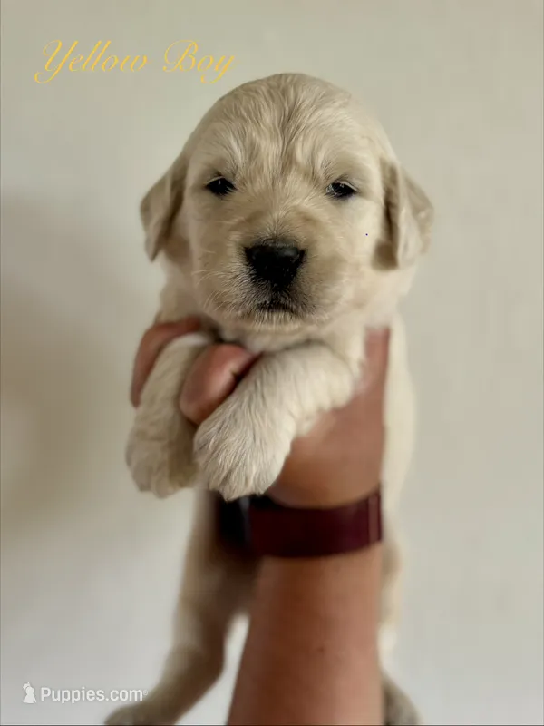 Chloe’s Yellow Boy – English Cream Golden Retriever puppy for sale in Seymour, MO