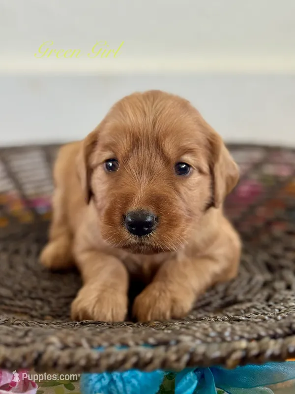 Penny’s Green Girl – Golden Retriever puppy for sale in Seymour, MO