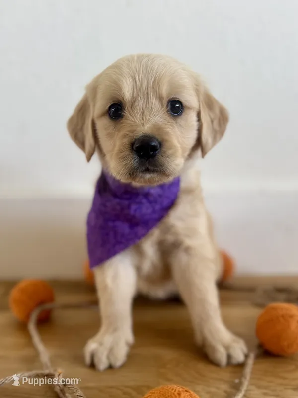 Piper’s Purple Girl 💜 – Golden Retriever puppy for sale in Seymour, MO