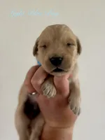 Poppy’s Light Blue Boy 🩵, a male Golden Retriever for sale in Seymour, MO – 4 of 5