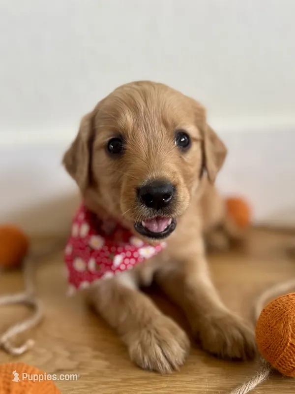 Poppy’s Red Girl ❤️ – Golden Retriever puppy for sale in Seymour, MO