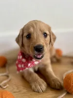 Poppy’s Red Girl ❤️, a female Golden Retriever for sale in Seymour, MO – 1 of 6