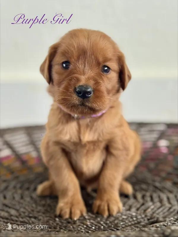 Penny’s Purple Girl – Golden Retriever puppy for sale in Seymour, MO