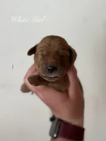 Penny’s Light Pink Girl, a female Golden Retriever for sale in Seymour, MO – 2 of 2