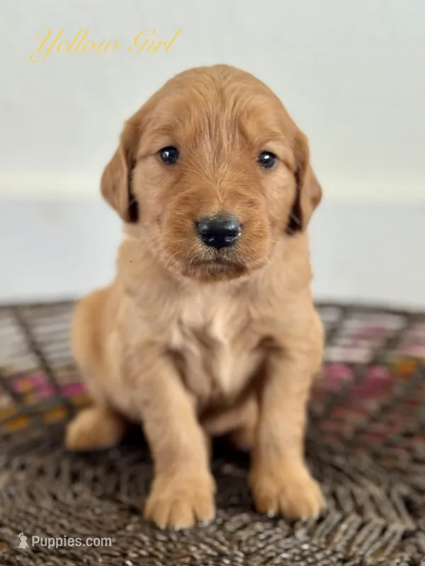 Penny’s Yellow Girl – Golden Retriever puppy for sale in Seymour, MO