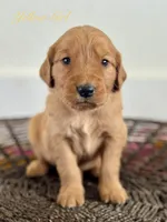 Penny’s Yellow Girl, a female Golden Retriever for sale in Seymour, MO – 2 of 5