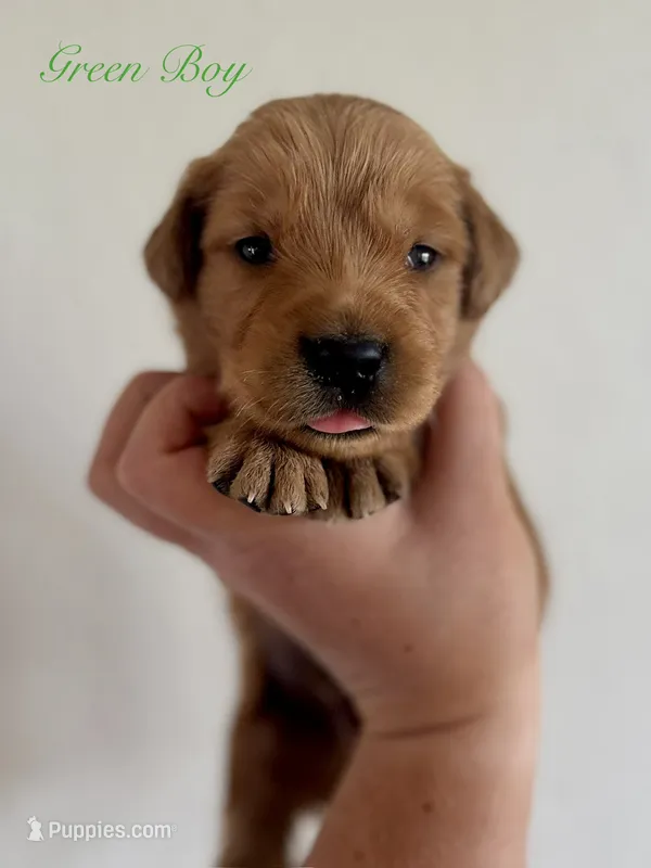 Poppy’s Green Boy 💚 – Golden Retriever puppy for sale in Seymour, MO