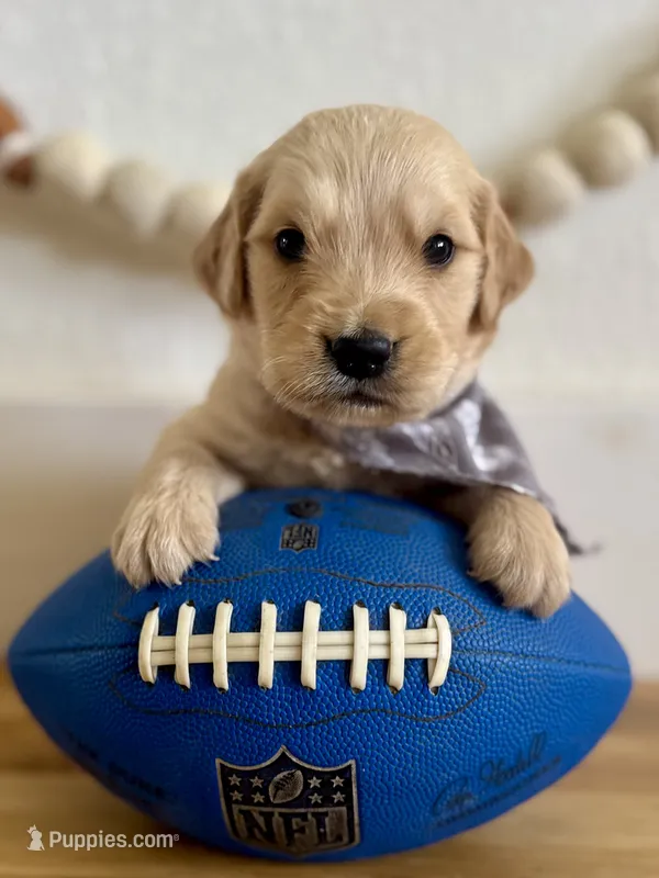 Piper’s Black Boy 🖤 – Golden Retriever puppy for sale in Seymour, MO