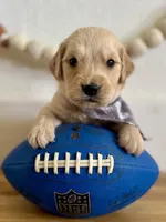 Piper’s Black Boy 🖤, a male Golden Retriever for sale in Seymour, MO – 4 of 7
