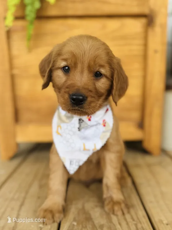 Penny’s Orange Boy – Golden Retriever puppy for sale in Seymour, MO