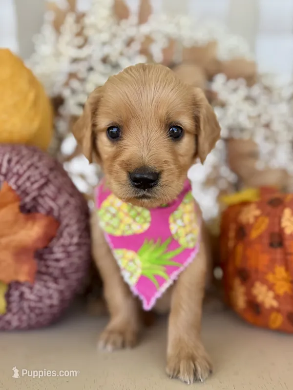 Poppy’s Pink Girl 🩷 – Golden Retriever puppy for sale in Seymour, MO