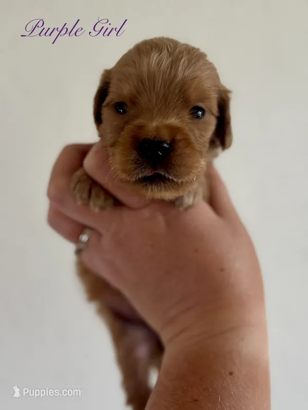 Poppy’s Purple Girl 💜 – Golden Retriever puppy for sale in Seymour, MO