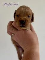 Poppy’s Purple Girl 💜, a female Golden Retriever for sale in Seymour, MO – 5 of 7