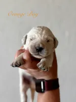 Chloe’s Orange Boy, a male English Cream Golden Retriever for sale in Seymour, MO – 2 of 2
