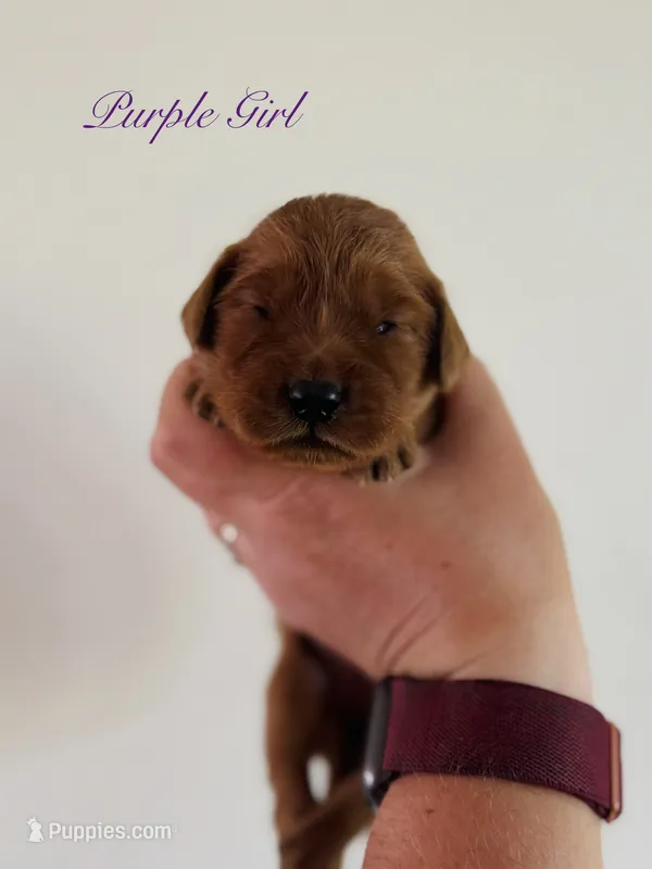 Penny’s Purple Girl – Golden Retriever puppy for sale in Seymour, MO