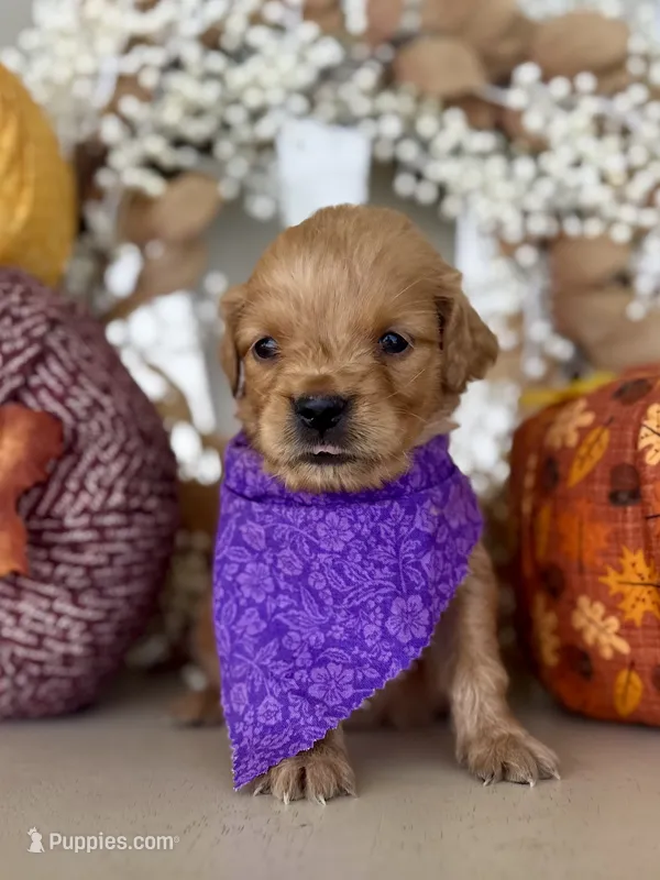 Poppy’s Purple Girl 💜 – Golden Retriever puppy for sale in Seymour, MO