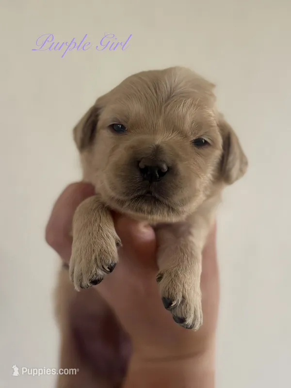 Piper’s Purple Girl 💜 – Golden Retriever puppy for sale in Seymour, MO