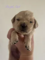 Piper’s Purple Girl 💜, a female Golden Retriever for sale in Seymour, MO – 5 of 6