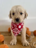 Piper’s Red Boy ❤️, a male Golden Retriever for sale in Seymour, MO – 2 of 7