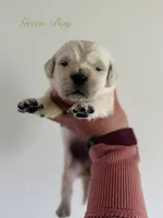 Chloe’s Green Boy, a male English Cream Golden Retriever for sale in Seymour, MO – 1 of 2