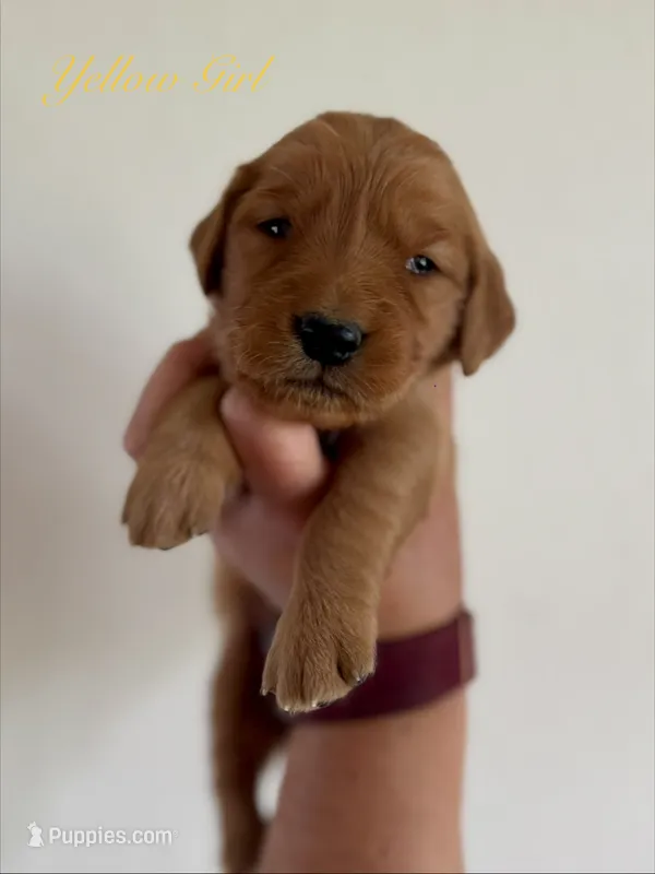 Penny’s Yellow Girl – Golden Retriever puppy for sale in Seymour, MO