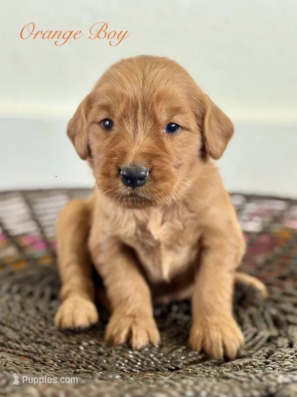 Penny’s Orange Boy – Golden Retriever puppy for sale in Seymour, MO