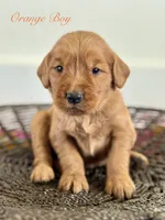 Penny’s Orange Boy, a male Golden Retriever for sale in Seymour, MO – 5 of 8